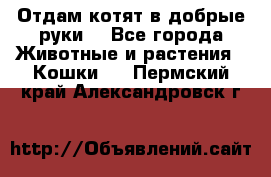 Отдам котят в добрые руки. - Все города Животные и растения » Кошки   . Пермский край,Александровск г.